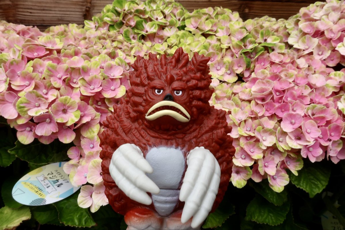 messem_8787's tweet photo. 💜🩵🤍アジサイ✨✨✨
その3
#Hydrangea 
#長居植物園 
#ガラモン 
#GARAMON  
https://t.co/B4nVMRIiUg https://t.co/wzDGNsZD8N