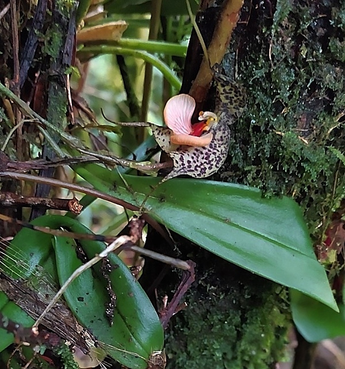 KubinRonnie's tweet photo. Dracula chestertonii 🐸🥀
commonly known as the frog's skin, is a species of orchid endemic to Colombia. It was named in honor of the collector Henry Chesterton who discovered this species #orchids https://t.co/CHqZtGgFPR
