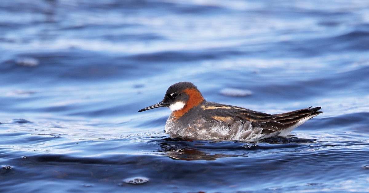 Pennyshotbirdin's tweet photo. Red-necked Phalarope, Fetlar, Shetland – 10th June 2026. #Shetland #Fetlar @RSPBScotland @RareBirdAlertUK @BirdGuides https://t.co/yGFuGkYpsl