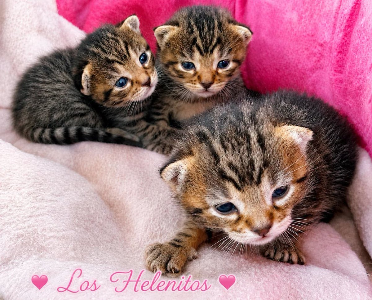 DeGatitos_'s tweet photo. #HelenaFDG
Perdón si vengo a presumir a mis "helenitos", pero abrieron los ojitos y se encontraron con una hermosa mama, idéntica a ellos, aunque todos sabemos que ELLA NO ES SU MAMÁ.
No se los vamos a decir, que sigan "soñando felicidad" decía el flaco.
Pero miralos, esas M⬇️ https://t.co/2U8TKtgQwV