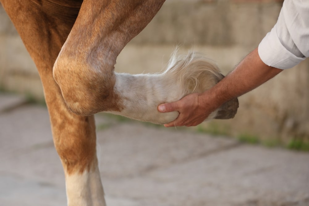 NovickDvm's tweet photo. Joint disease caused by inflammation is one of the most common causes of lameness affecting both performance and pleasure horses. https://t.co/4iiZLSjI6r #horsecare #equinecare #veterinarian https://t.co/VoRXGVPbMe
