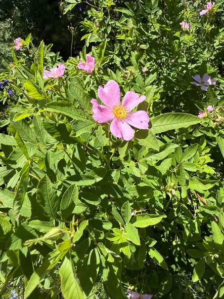 PotomacRoseSoc's tweet photo. Happy #flowerfriday! Here is the native Swamp
rose (Rosa palustris) in bloom at the US National Arboretum. What flowers are blooming in your garden today? #gardendc #roses #rosechat @fonarboretum https://t.co/Eob7S1LoKh
