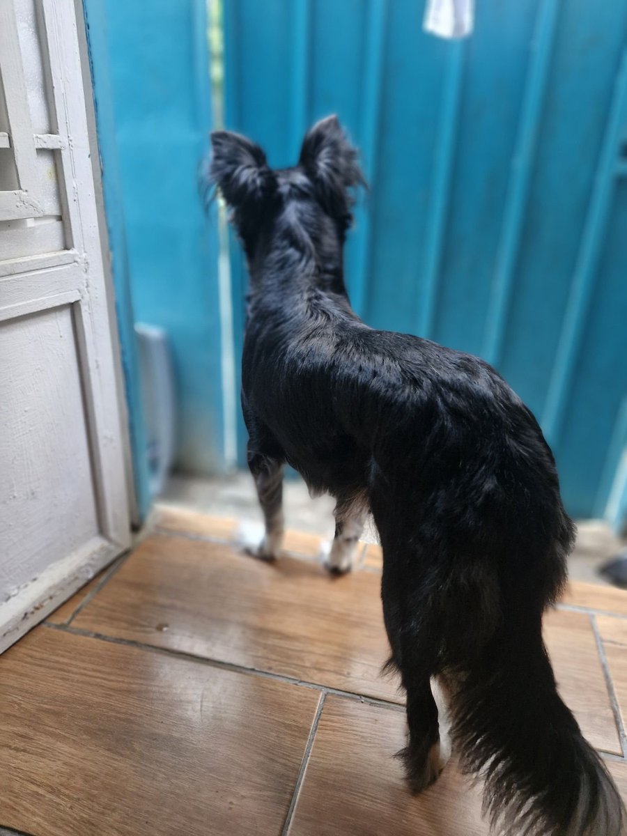 lyssitta's tweet photo. SERVICIO SOCIAL✅️ 
SE BUSCA A SU FAMILIA 📣 ‼️ 

fijese que iba pasando por las calles del escalon y esta perrita iba en medio de los carriles me la traje, se ve bien cuidada  la tengo resguardada en mi casa y pienso que deben estarla buscando
Contacto 7592 6758 https://t.co/Dsuzyzdw3K