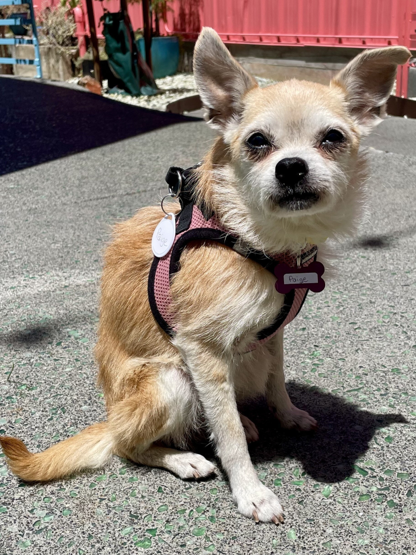 Muttville's tweet photo. When Grandma suddenly asks you to pose for a photo outside the Applebee's

Paige | Female | 10 years old | 7 lbs https://t.co/51EfIdH2Vo