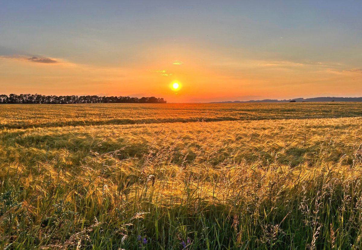 MarinaJwriter's tweet photo. Very warm and beautiful evening in Denmark https://t.co/bmMR9C8MQ0