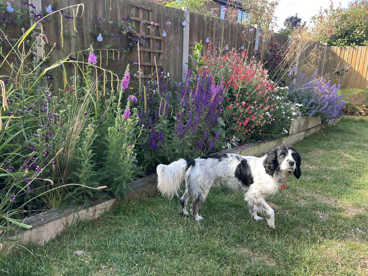 BettanySam's tweet photo. @robsellers123 Haha. Like the rest of us then mate! That’s Eric…. Named after the King of course 😎 https://t.co/ZJilGI6x0y