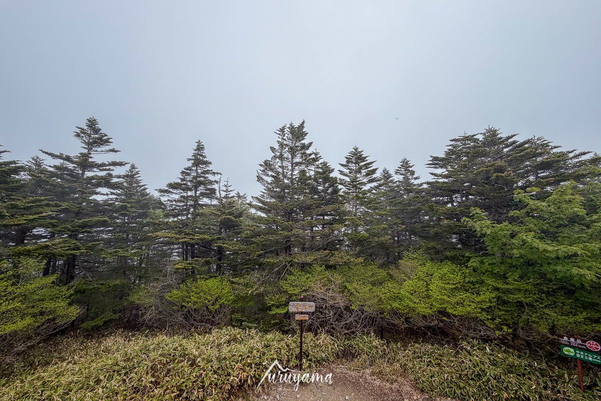 yuruboy's tweet photo. 久々の百名山登山は恵那山でした！
展望こそありませんでしたが、久々に気持ちが良い登山でした。

https://t.co/70Ad3IcjWb https://t.co/h1mzWqm93F