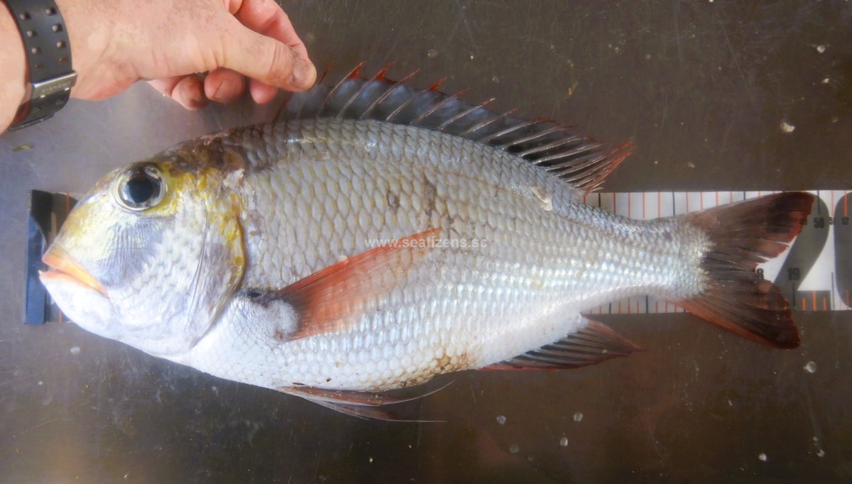 SSeatizens's tweet photo. Today I recorded the 17th species under the #SeyCCAT Lethrinid project, the humpnose big-eye bream (Monotaxis grandoculis). SeyCCAT-funded project: Establishing a baseline for the Lethrinid fishery. #SeyCCAT #monotaxisgrandoculis https://t.co/zMU3d0Umau