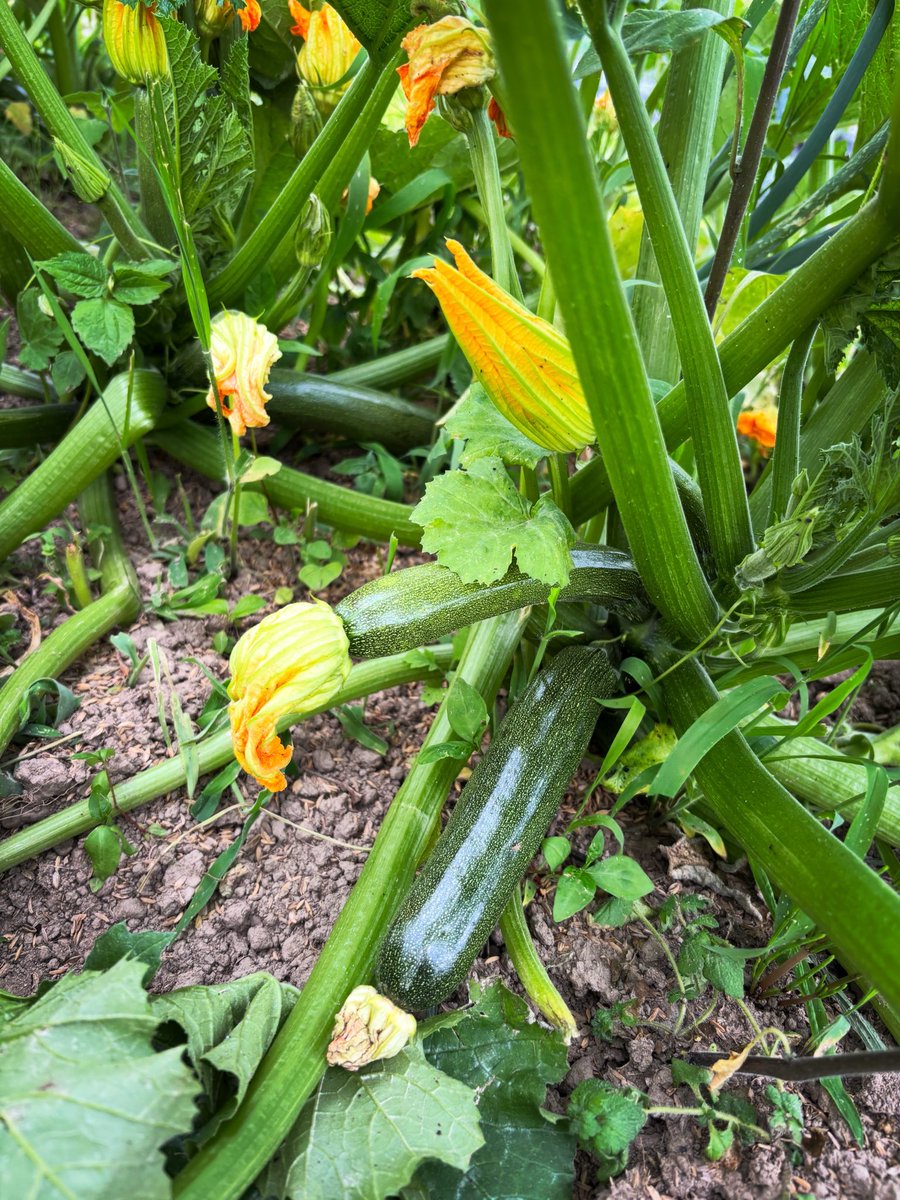 onolin999's tweet photo. 今日の収穫🥦

1週間も経たないのに・・・🤣

ズッキーニ天国が見えてきた(笑)✨ https://t.co/Y3iSvGg4T5