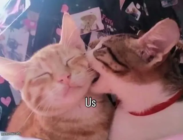 catsworldaura's tweet photo. https://t.co/oRMTPpb922