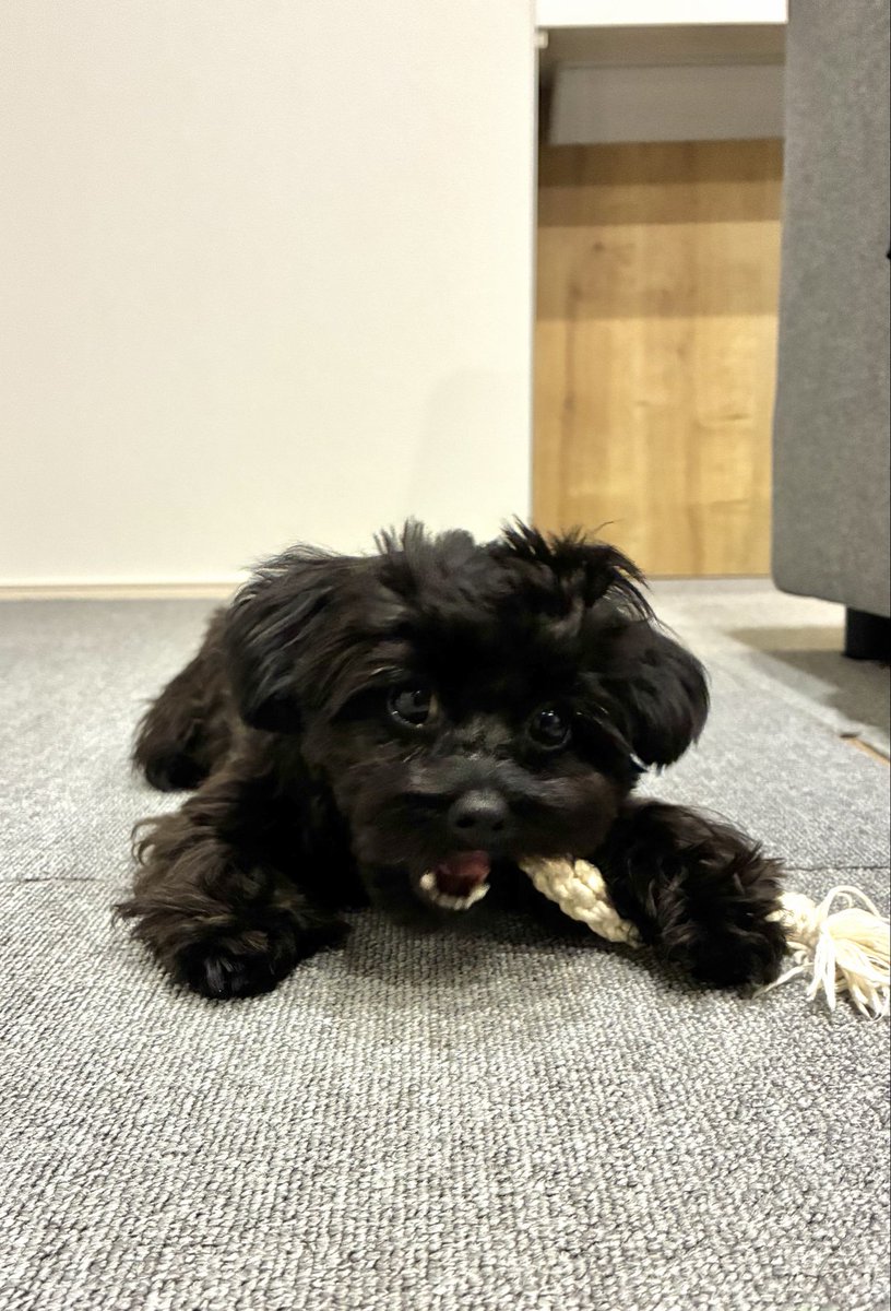 HashiJully's tweet photo. 今日も元気に成長中

#パピー犬
#チワプー
#犬との生活
#カメラ目線
#三男 https://t.co/6aCCJvGOxh