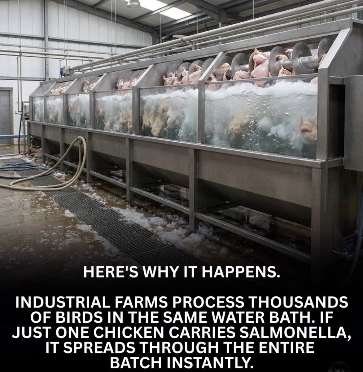 RL9631's tweet photo. 🔴 Here's the part nobody tells you. Around 97% of chickens 🐓 processed in the United States are bathed in CHLORINE before they ever reach your cart, and yes, that includes the certified organic birds you grab at Whole Foods or Erewhon. It happens because industrial farms process thousands of chickens in the same shared bath, so if a single bird carries salmonella, it can spread to the entire batch.
🔴 The fix our regulators landed on was a chlorine rinse, which is exactly why the European Union banned this process and walked away from it entirely.
The frustrating part is that companies aren't required to disclose any of this, so you genuinely have no way of knowing you're buying what some people call pool chicken.
🔴 The clean swap is simple once you know the words to look for, which are air-chilled and pasture-raised, because those birds are cooled in a cold chamber instead of a chemical tank, which means no cross contamination and no chemical residue. 
🔴 Share this information with everyone!