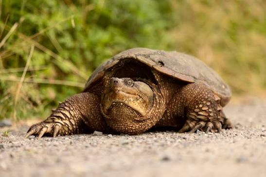 Give A Shit About Nature tweet media