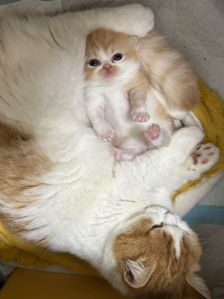 postsofkittens's tweet photo. https://t.co/JNsjeSnLol