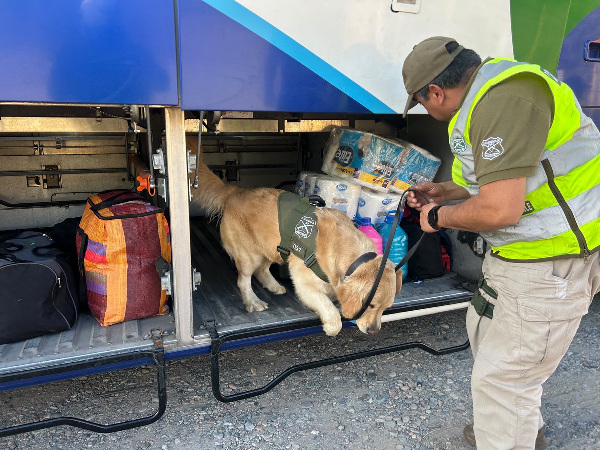 CarabCoquimbo's tweet photo. Franco y Elise llegaron a #Vicuña! Nuestros 🐕 #OS7 antidrogas apoyaron las fiscalizaciones encabezadas por la 5ª Comisaría #Vicuña en el terminal de 🚌 de la comuna, donde se cursaron 61 multas de tránsito y dos infracciones por ley 20.000.
En terreno, por tu seguridad 💪 https://t.co/ekGWRmMkaw