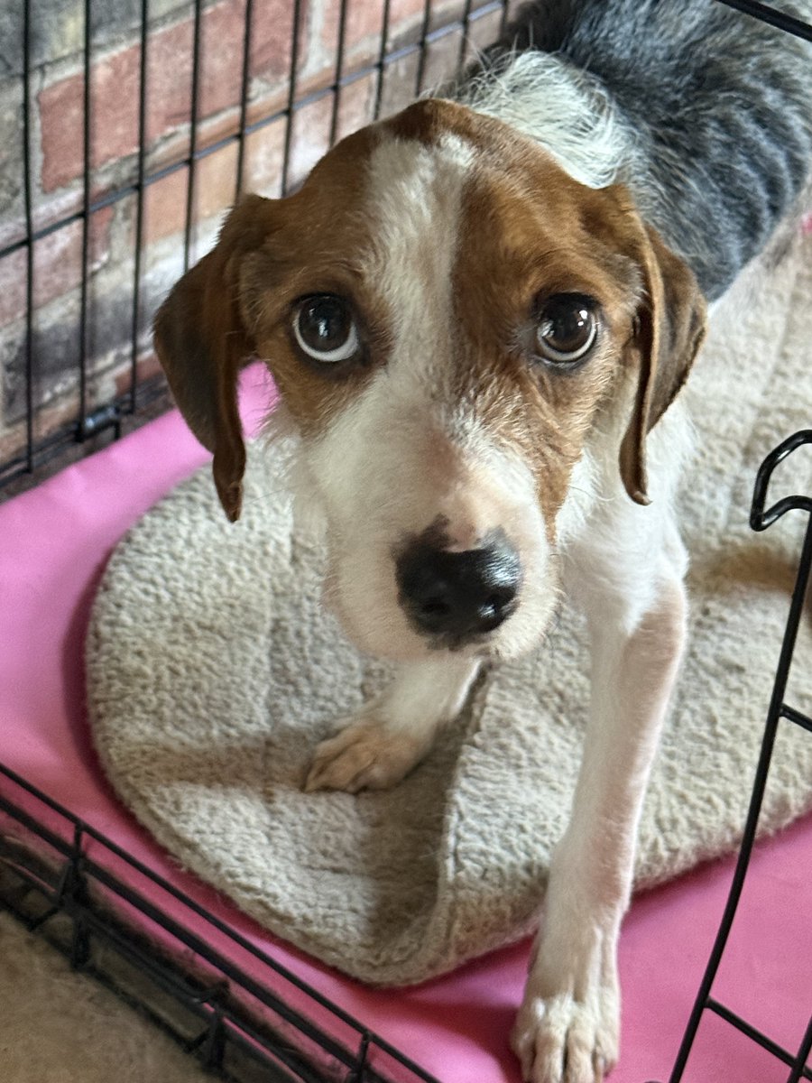 Willow_Jaxin's tweet photo. This is Faya. A 4 yrs female found in feces covered room with no food or water. Weighs 15.5lbs. She is just one of the pups at the Alaska Beagle Ranch that needs help with medical bills. Ways to donate on his website 

https://t.co/FCB85opAht https://t.co/QWyR3ZiZcV