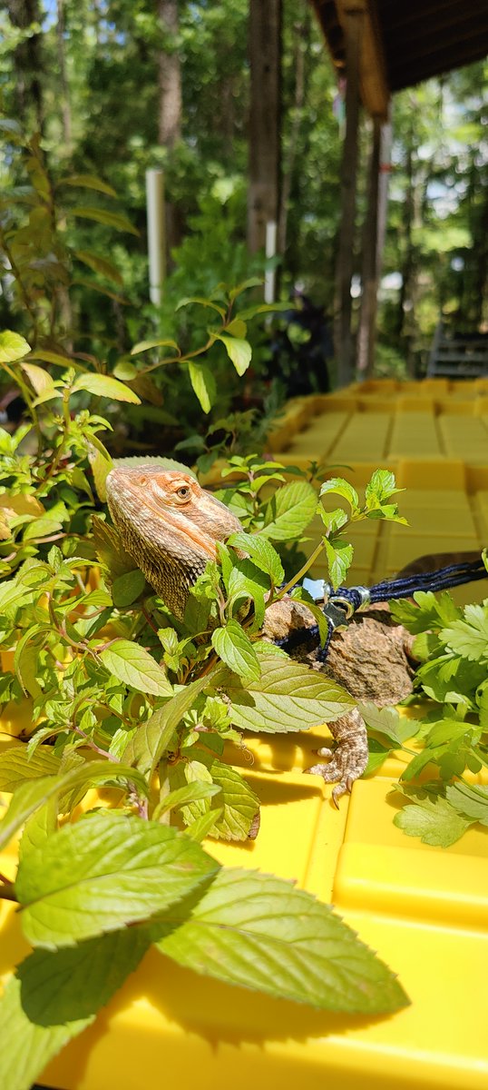 ForbidMenagerie's tweet photo. A couple weeks ago, he didn’t have much of a world beyond survival. Now he’s getting real sun, real warmth, and a little patch of green to call his own.
Slowly building a better life, one day at a time.

~The Fobridden Menagerie
#BeardedDragon #Reptile #AnimalLovers #Pets #Friday https://t.co/tH32fq7ZvX