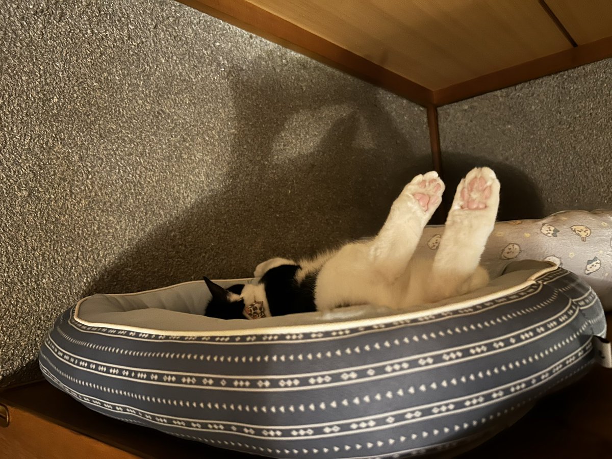chikinkatsu's tweet photo. サマーベッドでくつろいでいらっしゃる社長🐱 https://t.co/SUu2fJC5Mh