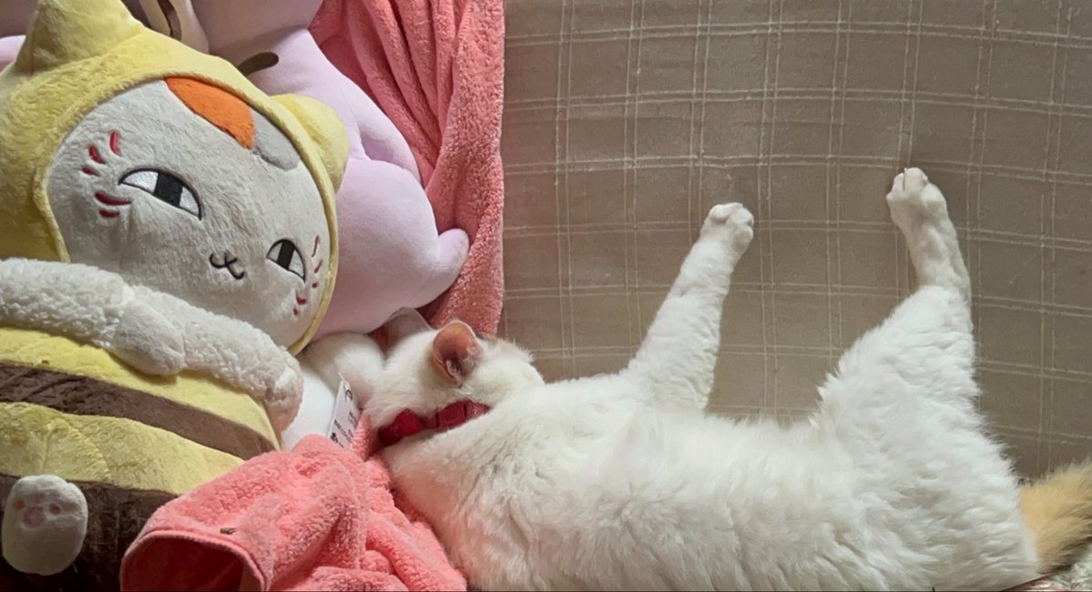 _fXuX's tweet photo. この体制でつめとぎをするするなんてなんて怠惰な https://t.co/pQGyAtIHud