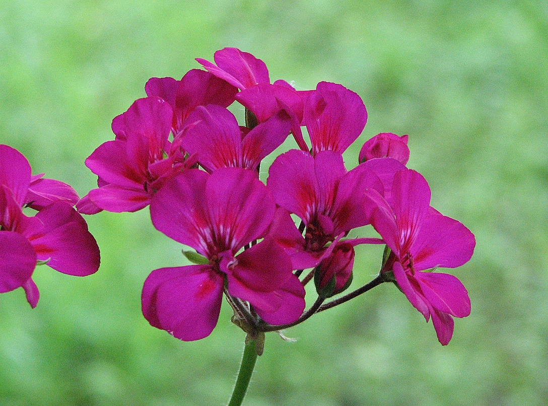 HappyCamperAz's tweet photo. One of my geraniums had a major growth spurt and now is covered in the most gorgeous blooms! Love this color! Going to try to propagate it from cuttings. #Garden  #Flowers https://t.co/eYW79Pj75J