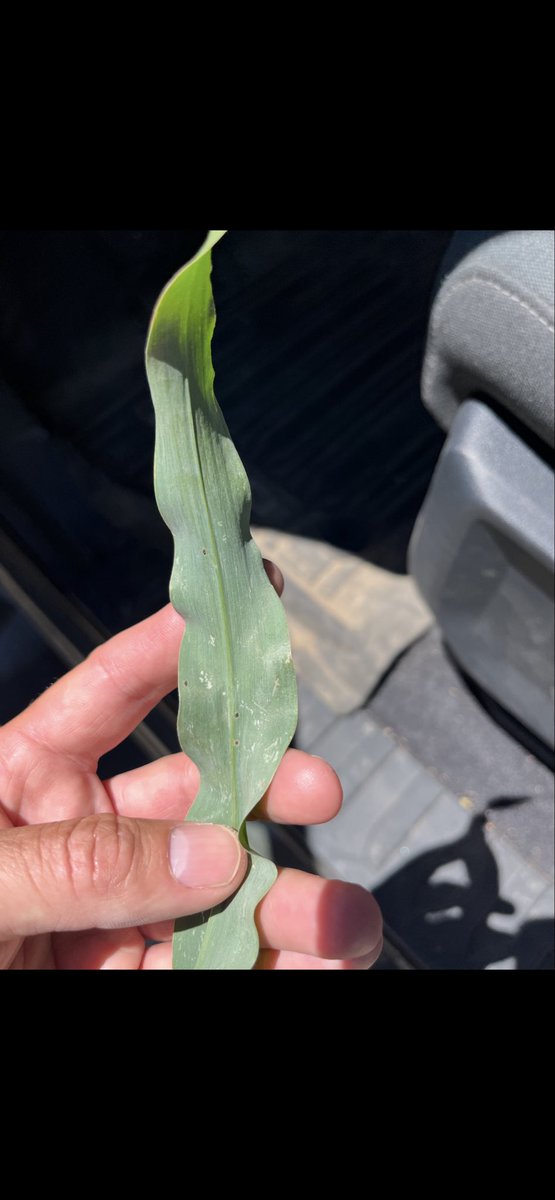 JakeWilkins2's tweet photo. Tar spot confirmed on V-10 in 4 Nebraska counties. Plan for protecting your yield this summer. 3 modes of action products like DELARO complete is a great option. https://t.co/SK7wydS7nG