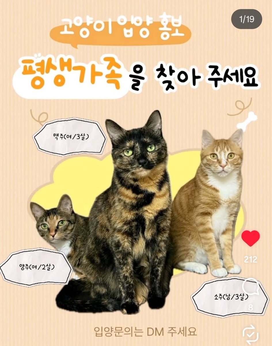 bomdallae74062's tweet photo. 🆘️입양홍보🆘️ RT부탁
집사님은 위암4기, 스스로의 마지막을 준비하러 호스피스병동에 가셨어요.

소주, 맥주, 양주 모두 2살, 3살

마지막까지 냥이들이 계속 생각날 보호자님의 마음, 어떨지 상상이 안가요

성묘 입양 관심있는 분들, 연락주세요 https://t.co/V1u27Emjpe