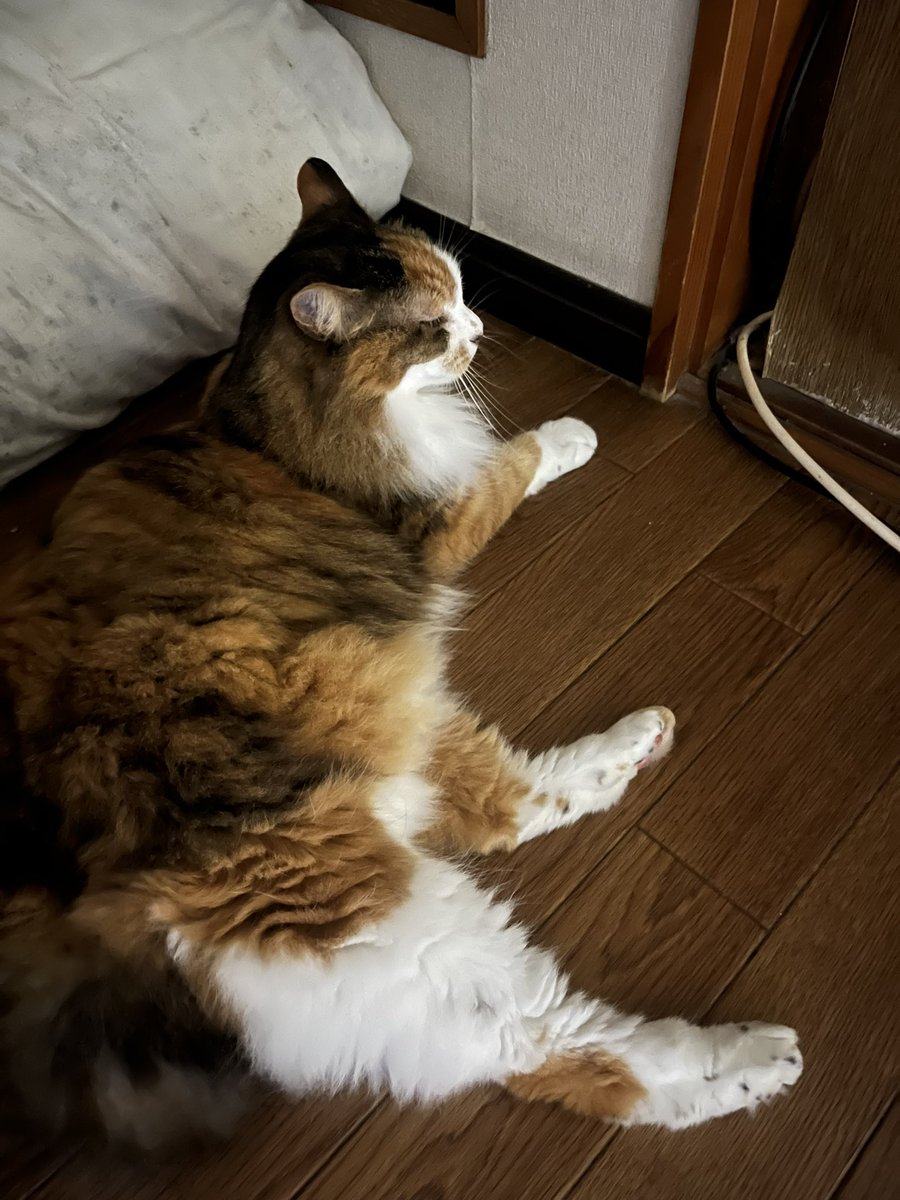 4946corn's tweet photo. 今日も転がってるー https://t.co/N9ojtQd4Jh