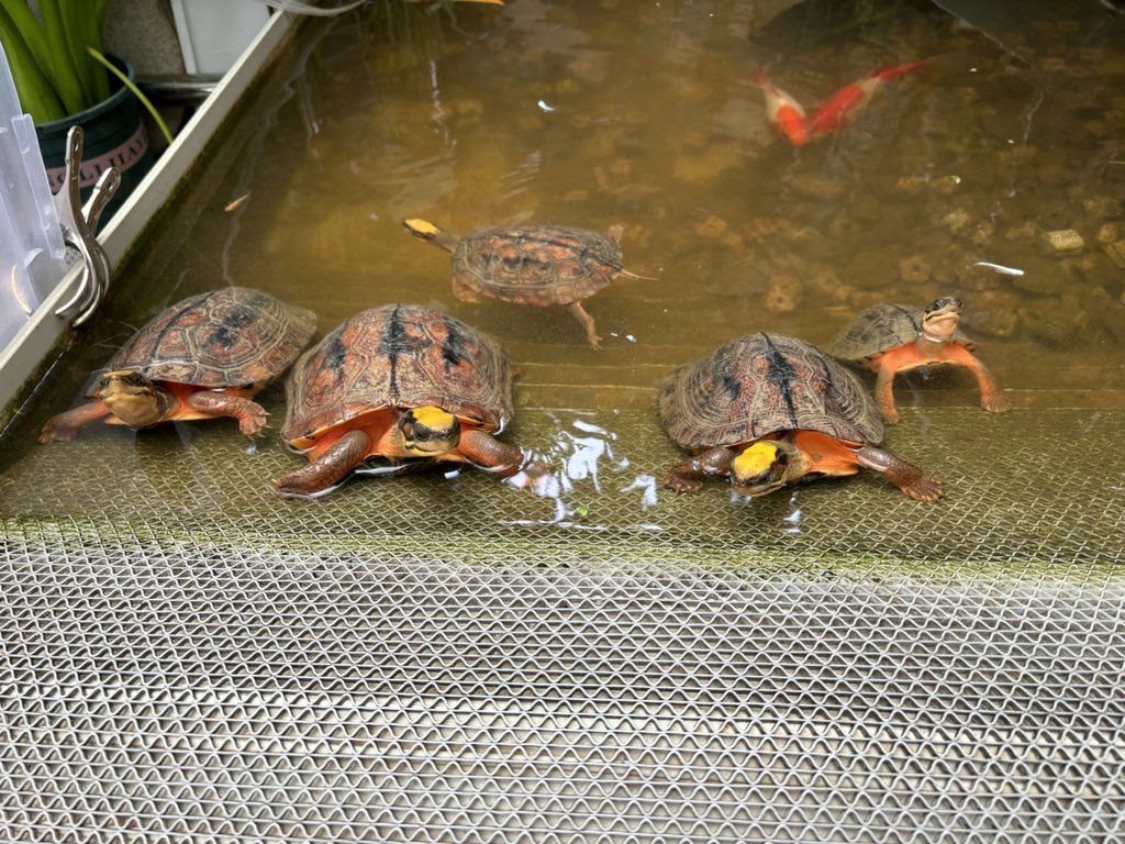 XikaiYan's tweet photo. Hainan Three-striped Box Turtles
 (Cuora trifasciata luteocephala)

#ハイナンミスジハコガメ https://t.co/ef5UfAyp84