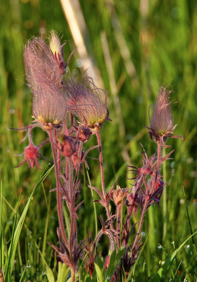 prairieguy2016's tweet photo. Flower Friday continues! The beautifully red prairie wildflower, Prairie Smoke, caught in the glow of the morning light.
https://t.co/Fs03XmaudB #photography #nature #wildflowers #northdakota #prairie #wandering https://t.co/5ZOAtJLcvK