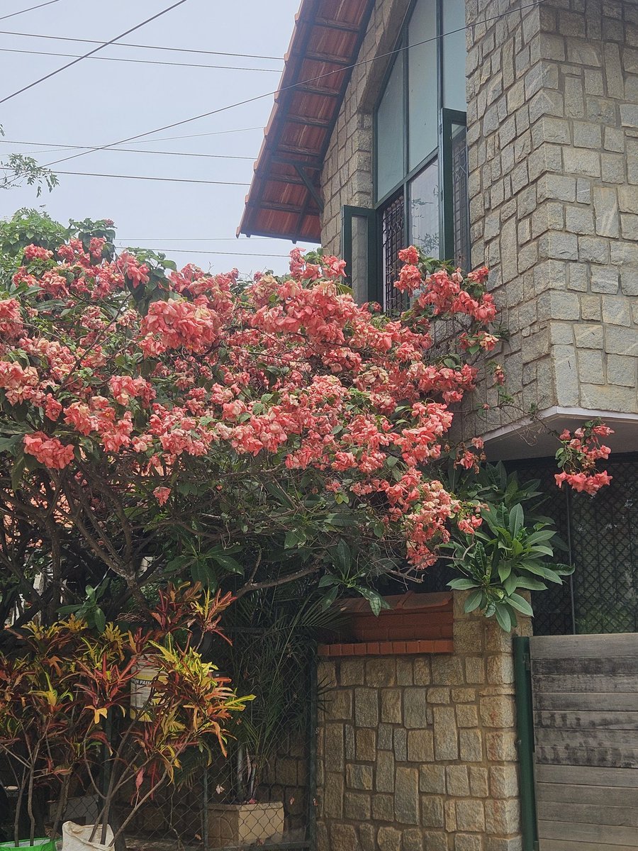 a_chakraborthy's tweet photo. Stone walls, pink blooms, and timeless Bengaluru charm. ✨🏡
#nammabengaluru #gardencity #bangalorediaries❤ #bangalorevibes #theme_pic_India_cityscape #ArijitVisuals https://t.co/xMDUj1CmiO