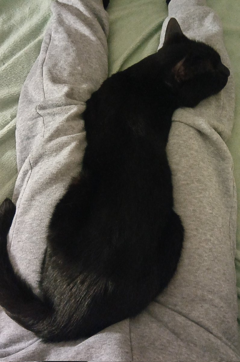 JeisonsHouse's tweet photo. Ｓ字にゃん🐈‍⬛
眠れん👁️🫦👁️ https://t.co/j3BdwjUsjq