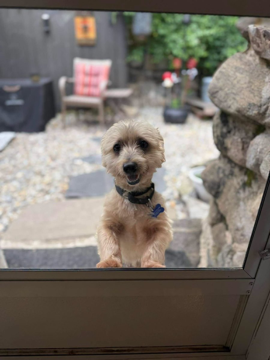 HoundsInPounds's tweet photo. Everyone loves Cracker Jack… and this one actually comes with the prize!

12 lbs • 2 years old • Fully vetted, neutered &amp; chipped
Fostered in Sparta, NJ
👇 https://t.co/ivoVsRgsOS
