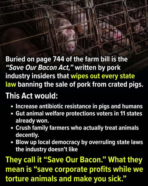JamesTate121's tweet photo. he “Save Our Bacon Act” isn’t about food security, it’s about wiping out hard‑won state laws that ban the sale of pork, eggs, and veal from animals kept in tiny metal cages and crates so small they can’t even turn around. Fifteen states — red, blue, and purple — have passed laws to stop the worst factory farm abuses, like gestation crates for mother pigs, battery cages for hens, and veal crates for calves, and this one rider would nullify hundreds of those protections in one fell swoop. Voters approved measures like California’s Prop 12 and Massachusetts’ Question 3 because they were sick of animals being warehoused in cages and crates, and courts have upheld those laws — but Congress is now trying to do for Big Ag what it couldn’t do itself at the ballot box or in court.
Let’s be clear: this is a blatant power grab for corporate pork giants and the agribusiness lobby, not “help” for family farmers. Small and mid‑size farmers who actually give a damn have already spent time and money to comply with these humane standards, building systems that let animals move, lie down, and turn around. The ones demanding this federal override are the factory farms that chose not to modernize, because it’s cheaper to pack animals shoulder‑to‑shoulder in crates than to treat them like living beings or protect consumers from disease.
What this bill really protects is cruelty and filth. On industrial operations, pregnant sows are locked in “gestation crates” — metal stalls so narrow they can’t turn around or walk, forced to stand or lie in one position, surrounded by their own waste. This extreme confinement causes injuries, chronic stress, and illness, and it creates exactly the kind of dirty, crowded conditions where disease and antibiotic‑resistant bacteria thrive. Research on swine farms has found manure and farm environments loaded with diverse antibiotic resistance genes at levels far higher than in human sewage or soil, which can spread into water, crops, and the broader environment. What happens in those barns does not “stay on the farm” — it comes back to us through the food system, our water, and our communities.