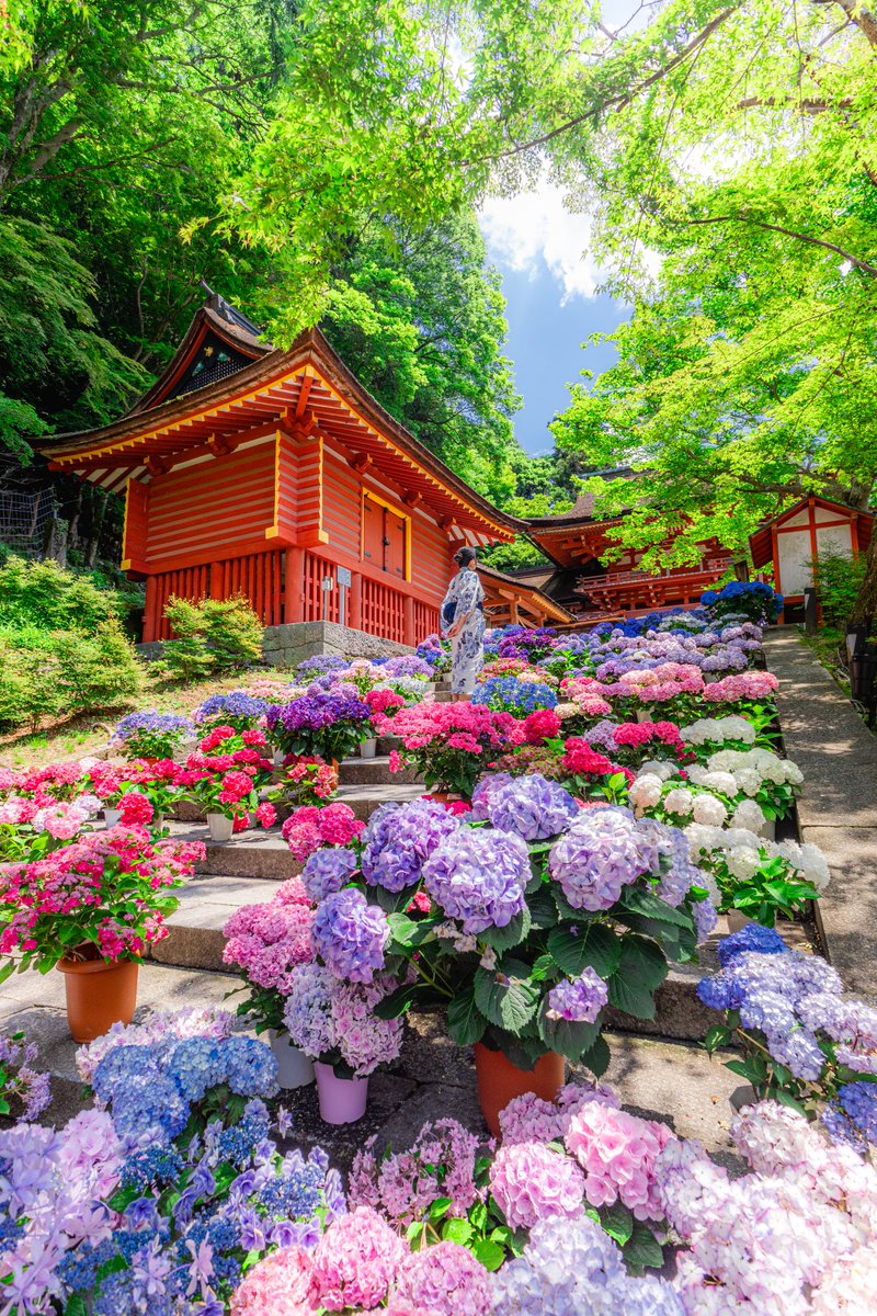Hayate_canon's tweet photo. 談山神社の紫陽花階段を眺めて📸 https://t.co/ppeG4ABo8g
