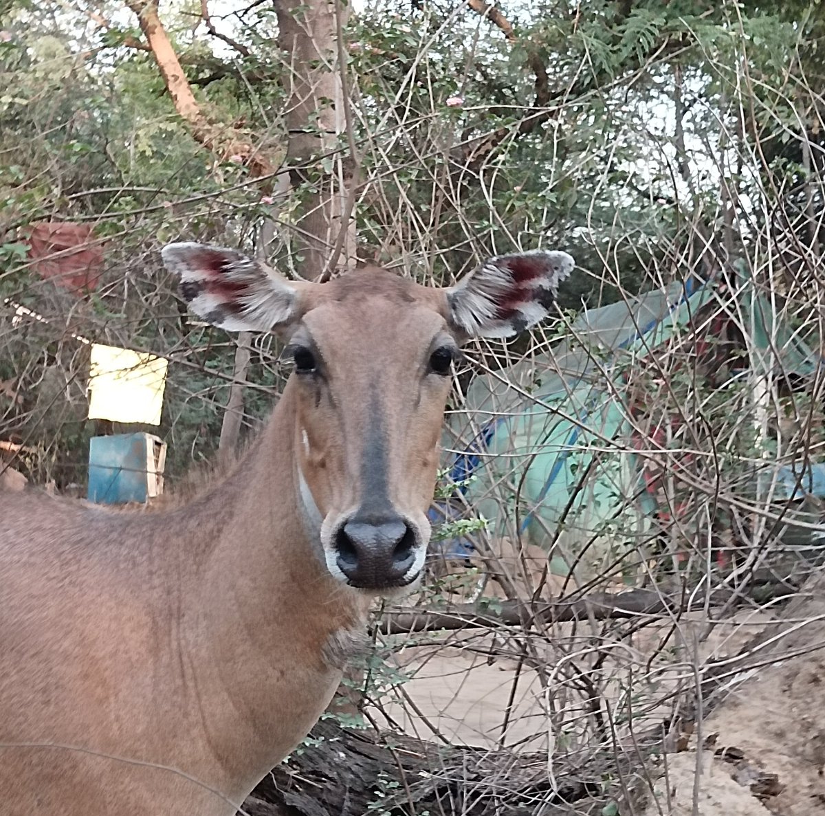 sangamm06's tweet photo. Between the wild wings I found here and the gentle eyes waiting at home, I am reminded that life keeps gifting us moments worth cherishing.

"Wherever you go, go with all your heart." - Confucius https://t.co/k9X5AwbVqk