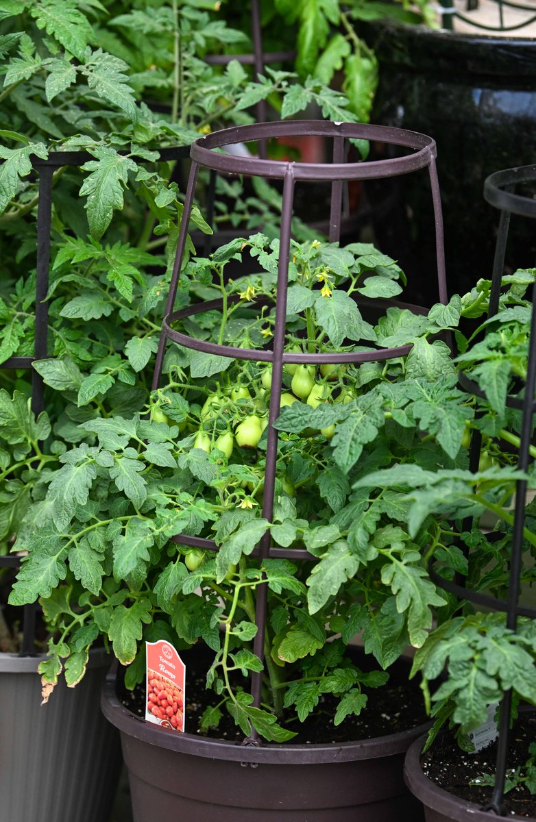 PikeNurseries's tweet photo. Father's Day Weekend Savings
💚 Tomato Caches: 11 Inch Pot with Cage Reg. 24.99 | SALE 12.99
💚 New Guinea Impatiens: 4 Inch Pots | SALE 2.99
💚 ZZ Plants: 6 Inch Pots Reg. 24.99 | SALE 14.99
💚 Telebrands Copper Bullet Pocket Hose 
25 Foot Hose Reg. 44.99 | SALE 24.99
50 Foot Hose Reg. 69.99 | SALE 44.99

Save through Sunday, June 21st