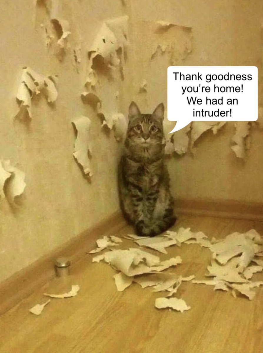 Cat Tribunal tweet media