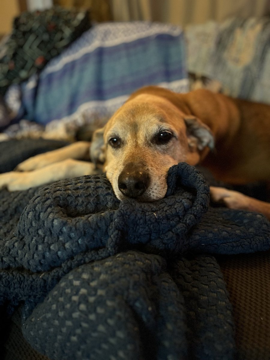 RantyAmyCurtis's tweet photo. Post dog face. 

Miss him. https://t.co/rGl5vSWQvv
