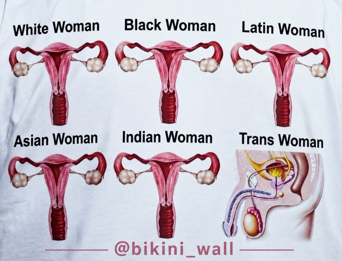 Bikini Wall tweet media