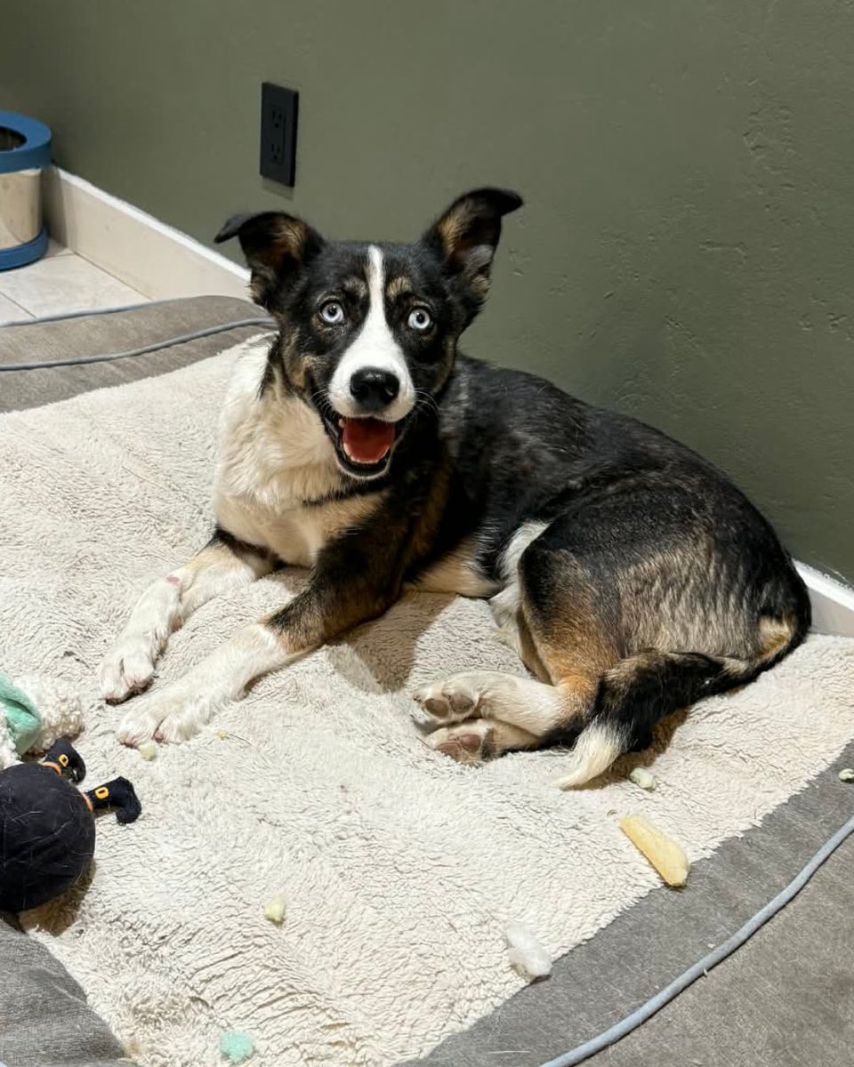 15outof10's tweet photo. You all funded Hope’s care in just over an hour! We told her the good news and she can’t stop smiling 🤗

Thank you for helping us give her the care she deserves! We’ll keep you pupdated on her progress here ❤️‍🩹 https://t.co/pfkmFdbuRA