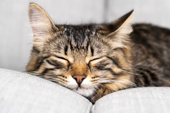 porqueTTarg's tweet photo. "Sueños"

Porque descubrieron que dado a que todos los recuerdos de los gatos son con sus dueños, ven a sus dueños en el 95% de sus sueños. https://t.co/5GORA94zWe