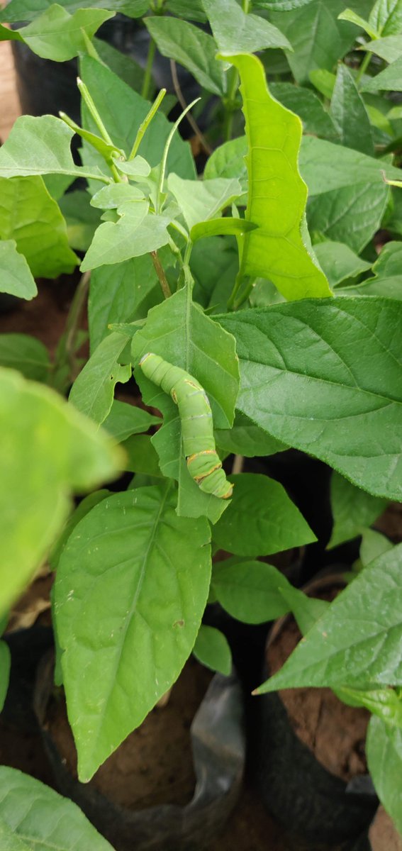 EmahoFreedom's tweet photo. Probably a citrus butterfly larva https://t.co/JTY8HzdbTU