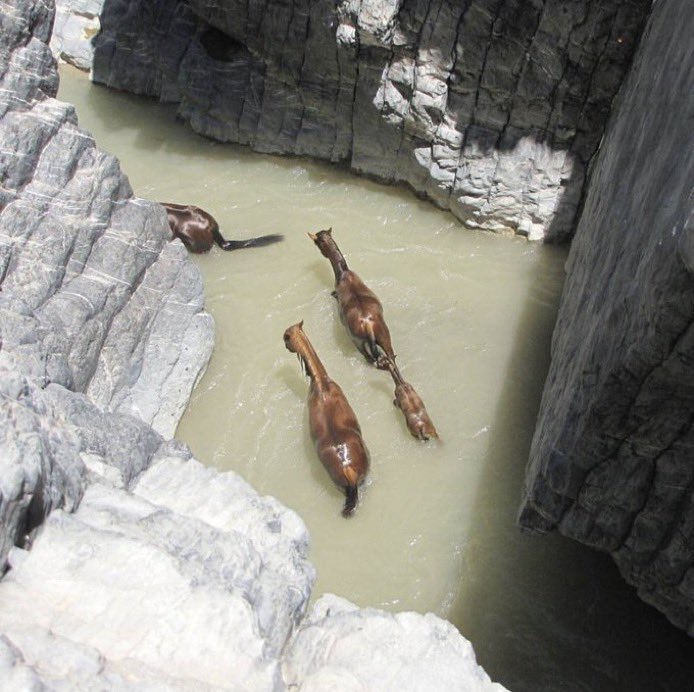 aseelswaid9's tweet photo. Wild horses crossing a river in Iran https://t.co/aC4E04Edqu
