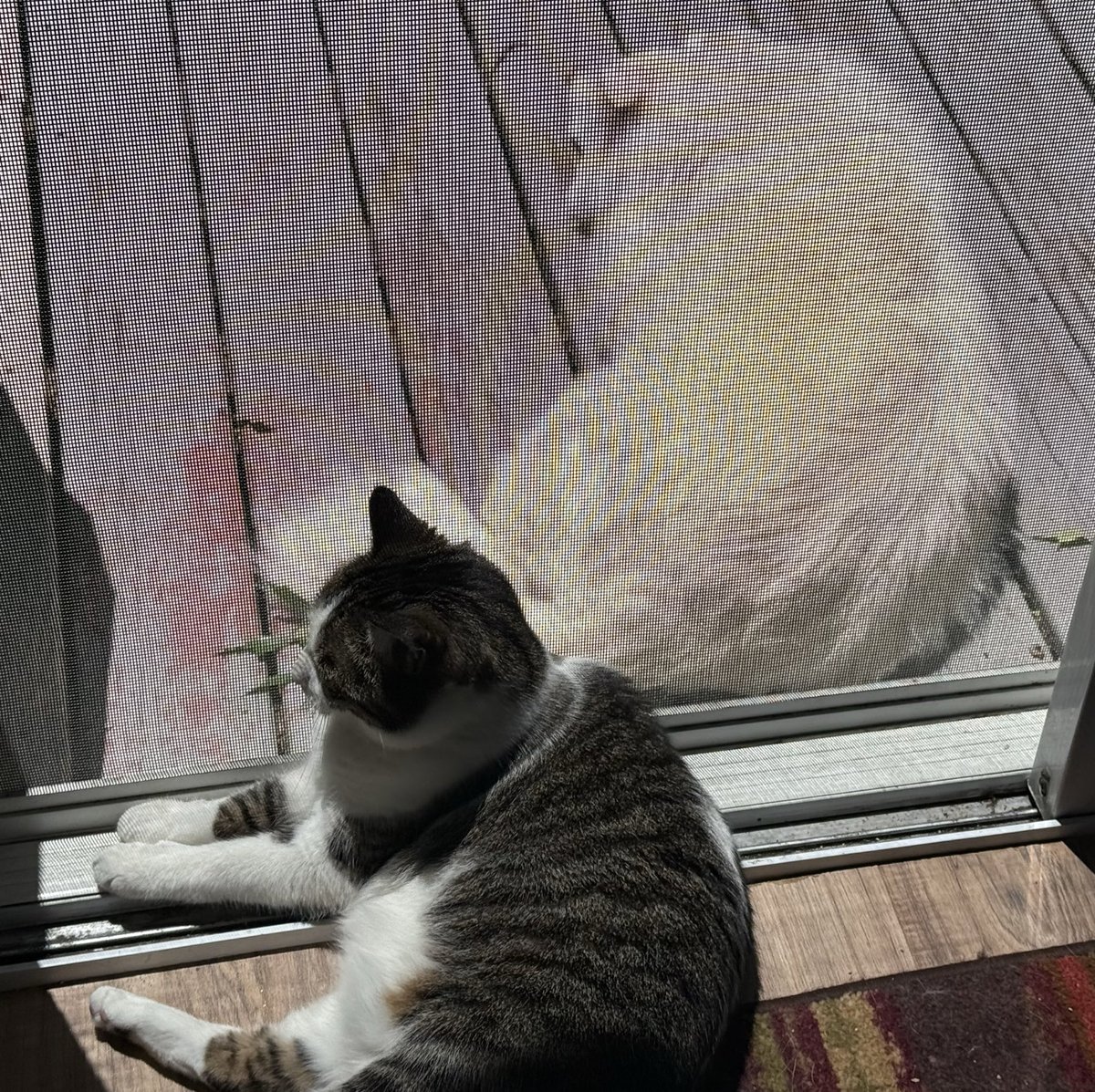 kand1974's tweet photo. #MutantFam #MutantPets
Beautiful day weather-wise in #Cleveland today. https://t.co/LE9yyWJ4yu