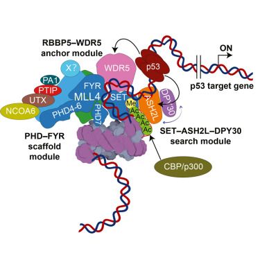 MolecularCell's tweet photo. Molecular mechanisms of the MLL4 complex in H3K4 methylation and p53-dependent transcription activation https://t.co/XNR5OqZwti https://t.co/xQMKWFDwl3
