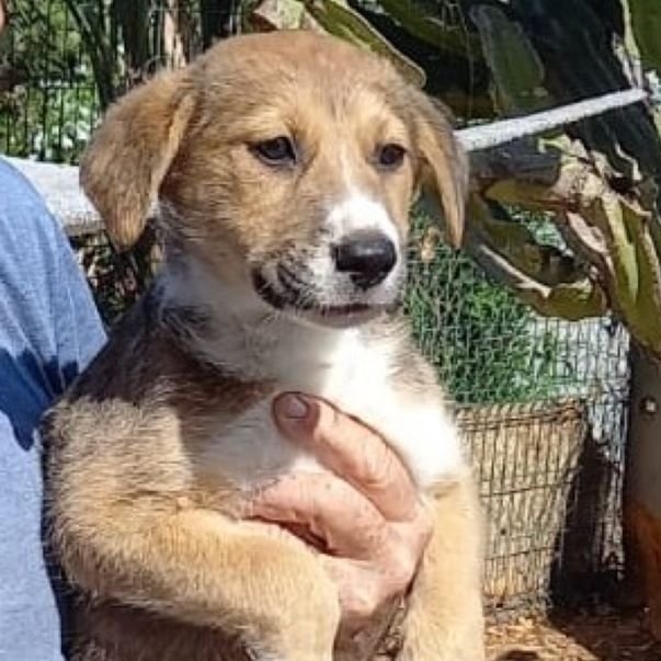 NuevaVidaAdop's tweet photo. #madrid
TERESA  cachorra mestiza ABANDONADA junto a sus hermanos en pleno campo
Sociable con niños🐶🐱
De tamaño grande en edad adulta
NECESITA #adopcion
Se entrega chipada,vacunada,desparasitada y CON compromiso de castracion
CONTACTO📩facenuevavida@gmail.com 
#cachorros #adopta https://t.co/Y58XzFdyw4