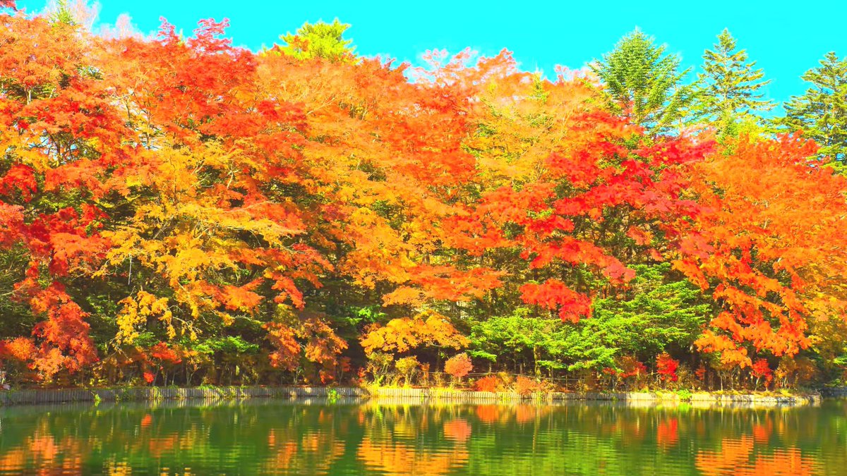 Healsy10's tweet photo. [Campus Photography Club Autumn Outing this Sat! Capture golden fall vibes at West Lake Park, free snacks u0026 beginner-friendly tips. Tag your photo #CCAutumnSnap to win a mini tripod! ]， https://t.co/k3iqetcK8G