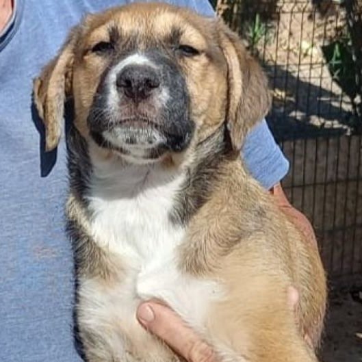 NuevaVidaAdop's tweet photo. #madrid
SANCHO cachorro mestizo ABANDONADO junto a sus hermanos en pleno campo
Sociable con niños🐶🐱
De tamaño grande en edad adulta
NECESITA #adopcion
Se entrega chipado,vacunado,desparasitado y CON compromiso de castracion
CONTACTO📩 facenuevavida@gmail.com 
#cachorros https://t.co/EWoLoGPmLB