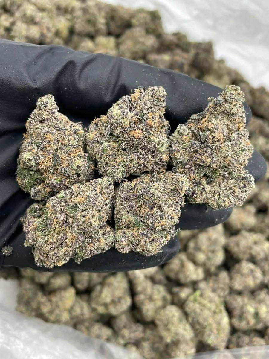BUD_BANK's tweet photo. ⬆️ Pistachio Gelato indoors 🍨 
Frosty pyramid shaped buds with tons of color! Fire G33 nose with bomb cookie terps 💣

$650 p
@everyone https://t.co/4gFcZ26tm1