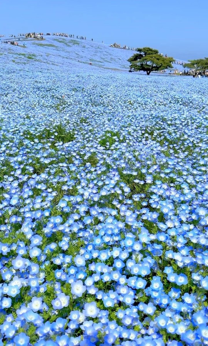 Eric_Edward8's tweet photo. A beautiful sea of blue flowers 💙🌸✨
Pure serenity in every view
#CozyVibes #DailyMagic #PeaceAndLove https://t.co/dtPrzVATaz